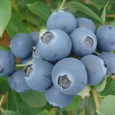 夏普藍藍莓