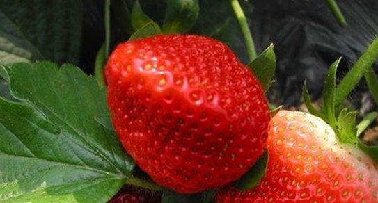 泰安高新區榮譽農業科技有限公司供應各種草莓苗